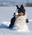 border collie Bryning Crazy For You